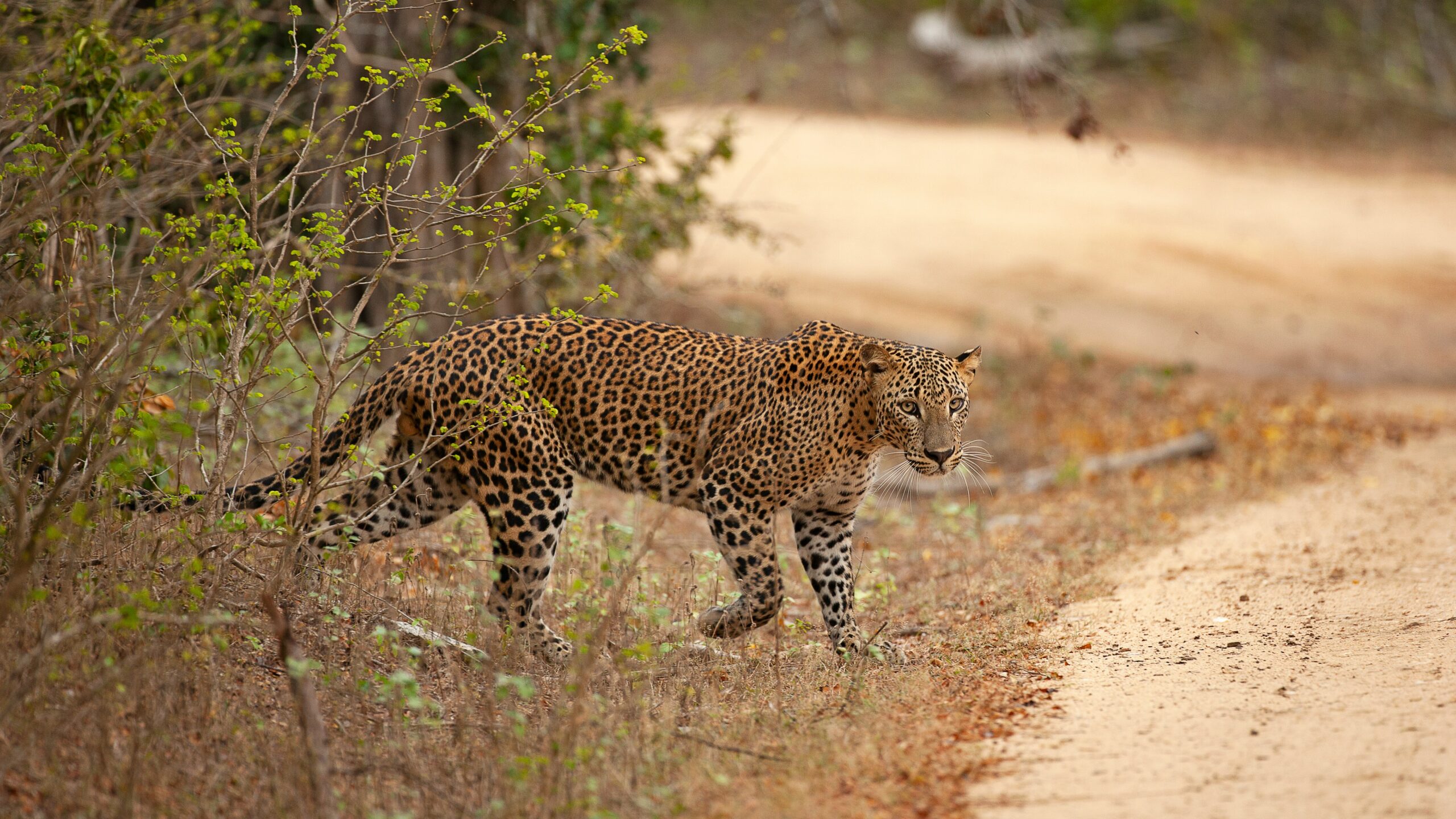 Sri Lanka Wildlife Safari